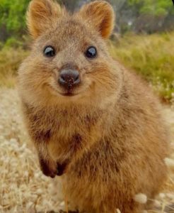 Quokka